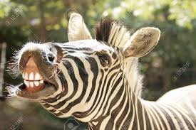 #Animal #Funny #Loin #cats #horse #dog #monkey #zebra