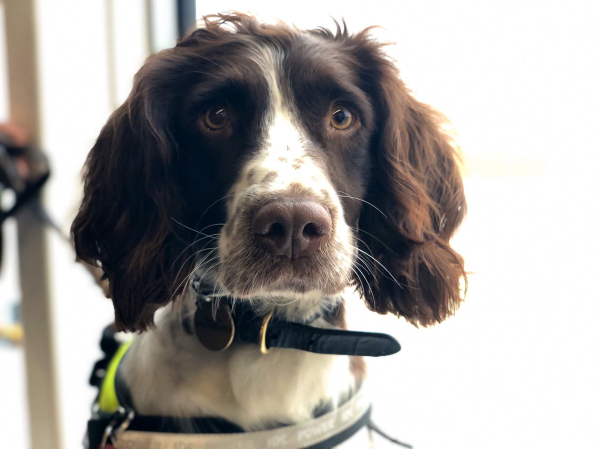 MPSCityAirport's tweet photo. We love having PD Macy join us at @LondonCityAir for our patrols around the airport. Sniffing out criminality #ProjectServator #Engagement #Jointupworking #Workingdog https://t.co/xSLGNQeuDD