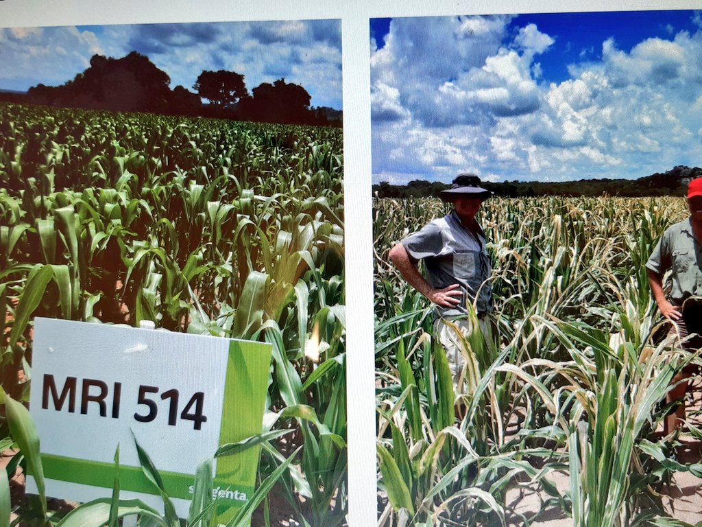 n_mangisi's tweet photo. Somewhere in Zimbabwe @zimagricsociety @SyngentaZW during one of the #drought seasons one land one farmer side by side @JohannesMkandla @CIMMYT #mri514 @farmandcityzw #droughttolerance is indeed a #keybuyingfactor @AgritexS @NChihumo @ZiFMStereo @PatieMusa @zfu_official https://t.co/sDsfKwCOXX