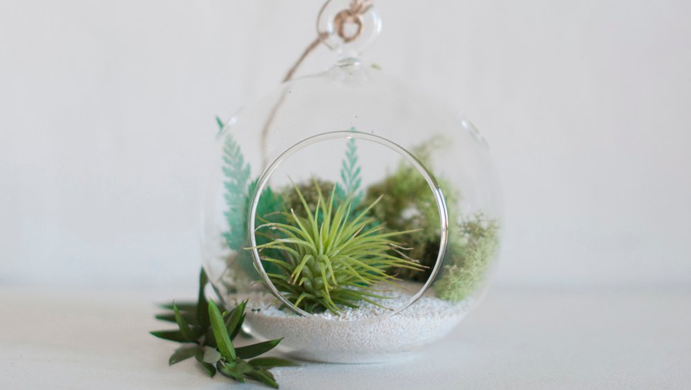 Building a terrarium is like building a miniature world 🌎 for your plant/s 🌲to live in. The most fulfilling part (we think) is the planning process where you select materials to use and think about arrangement.

#terrariumbuilding #epiphytecollection #prismaticgardens