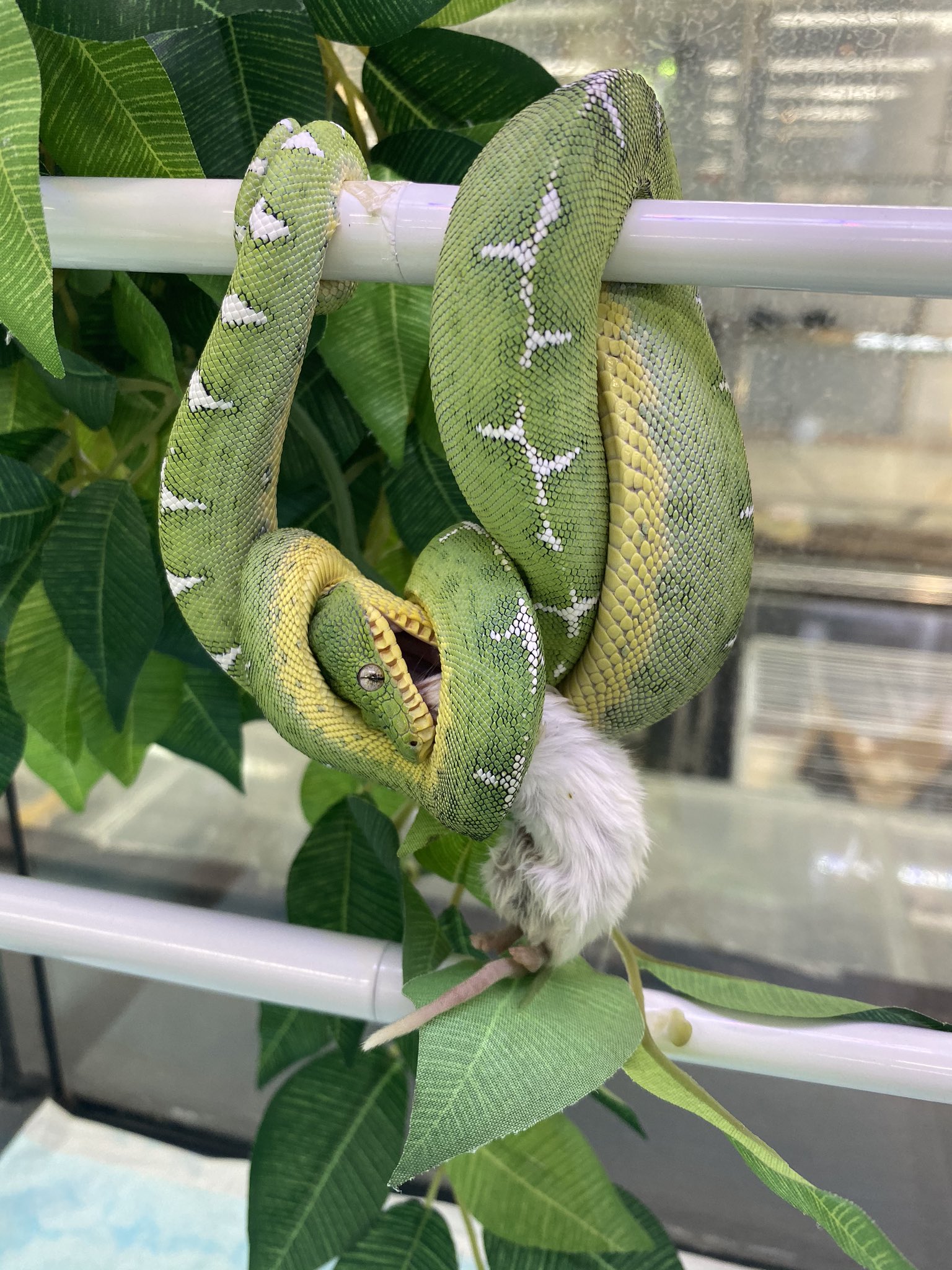 ジュラの杜 爬虫類カフェ 専門店 仙台 V Twitter 状態抜群 他の個体よりも色変わりが早く 食欲旺盛なイチオシ個体 1本 近いですが ツリーボアの最高峰 エメラルドツリーボアの激レア亜種 滅多に入荷はありません 次 いつか目 ジュラの杜 爬虫類カフェ 専門店 仙台 V Twitter 状態抜群 他の個体よりも色変わりが早く 食欲旺盛なイチオシ個体 1本 近いですが ツリーボアの最高峰 エメラルドツリーボアの激レア亜種 滅多に入荷はありません 次 いつか目