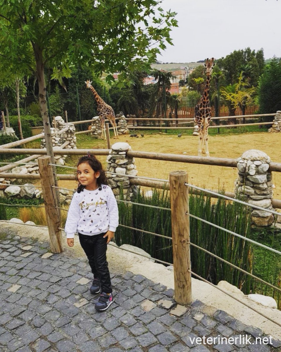 Çocuğun bir hayvanla sevgi bağı oluşturması ve sorumluluk alması onun hayata karşı merhametli birey olmasını geliştirir🦒♥️👧

Dostlarınızla ilgili tüm sorularınızı alanında uzman veteriner hekimlerimize ücretsiz sormak için üye olun. 

veterinerlik.net

#veterinerliknet