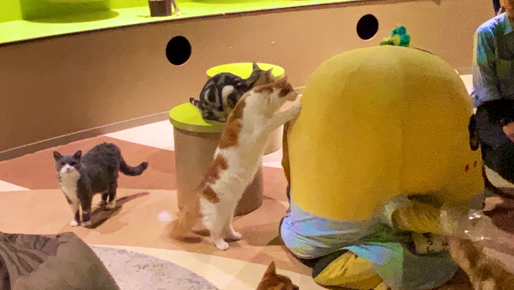 ふなっしー いやぁー 猫にめっちゃイリュージョン覗かれてるなっしー 猫カフェ