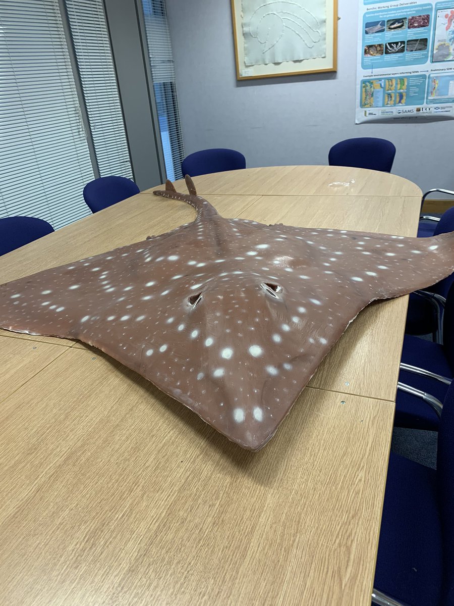 Fun fact I learnt today - cod grunt when spawning! Who knew? And yes, this is a skate ... it’s one of the creative ways the @MarPAMM_project is using to raise awareness of #marineplanning and #MPA management. Lots of other work underway 🐋🐬@marinescotland @nature_scot @daera_ni