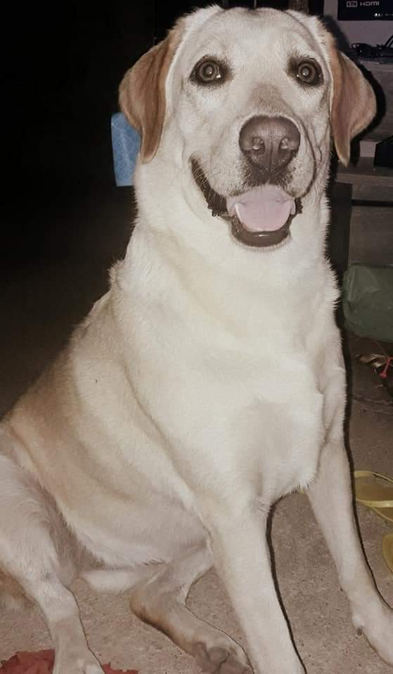BtsSuporte's tweet photo. [BTS OFF] GENTE DÊEM RT AQUI POR FAVOR nos ajudem .

A labradora da minha irmã está com  Leishmaniose e ela é nova e tem cura pra ela, não queremos desistir dela , mas não temos condições de arca com todo o tratamento então POR FAVOR AJUDA AO MENOS dando RT 🙏 https://t.co/BVzmoHnyuU