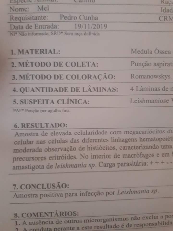 BtsSuporte's tweet photo. [BTS OFF] GENTE DÊEM RT AQUI POR FAVOR nos ajudem .

A labradora da minha irmã está com  Leishmaniose e ela é nova e tem cura pra ela, não queremos desistir dela , mas não temos condições de arca com todo o tratamento então POR FAVOR AJUDA AO MENOS dando RT 🙏 https://t.co/BVzmoHnyuU