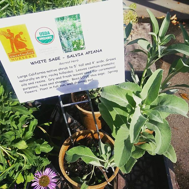 _PlantRight's tweet photo. Salvia apiana is one of our recommended non-invasive alternatives! Happy to see this native California beauty on sale during my visit to our retail nursery partner @plantfoundry
Check them out if you're in the Sacramento area!
#plantright #canativeplant… https://t.co/UGtlZdb9ri https://t.co/mEdYV8GJIv