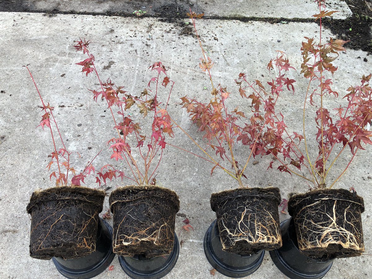 Stefan_Even's tweet photo. Vandaag eindbeoordeling (wortels) van de proef bij @DelphyBoomteelt uitgevoerd. Mooie resultaten met @PHC_PlantHealth #Biovin, #Mycorrhiza, #OrganicPlantFeed op een gezonde wortel en plantgroei. Voor meer info of een advies op maat neem gerust contact op. https://t.co/rDk7Z7KiJD