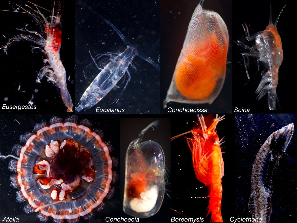 planktomancer's tweet image. For my @YaleBiosphere YIBS DDIG project I am building a DNA barcode reference database for the California Current zooplankton and micronekton, which will facilitate accurate identifications of midwater predator gut contents #SiphWeb