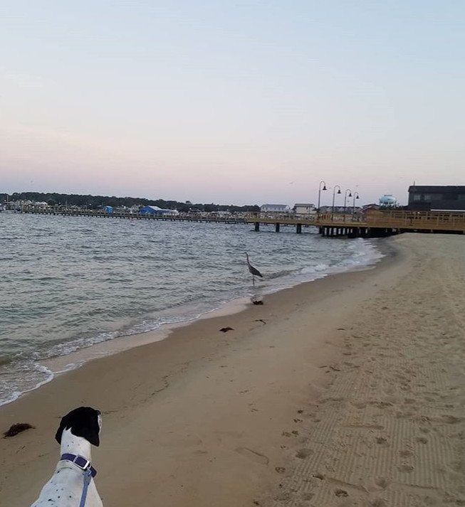 HyattPlaceDewey's tweet image. "Morning adventure with dad. Elevator rides, giant birds, and weird horse shoe crabs. Beaches are great
#hyattplace #pointerworld #pointersofinstagram" We love this #TakeMeBackThursday photo from @pointereve! Thanks for sharing! 🐶❤️️

#DeweyBeach #Delaware