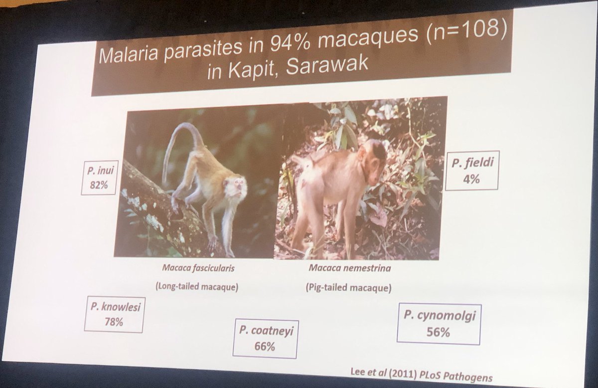 TrendsParasitol's tweet photo. Discussion on the challenges in #zoonotic #malaria elimination. Nicholas Anstey, Bridget Barber, Kim Fornace, Balbir Singh, Cristiana de Brito #knowlesi #cynomolgi #simium #TropMed19 #IamTropMed #ASTMHinclusion @ASTMH https://t.co/eTF84rbnbD