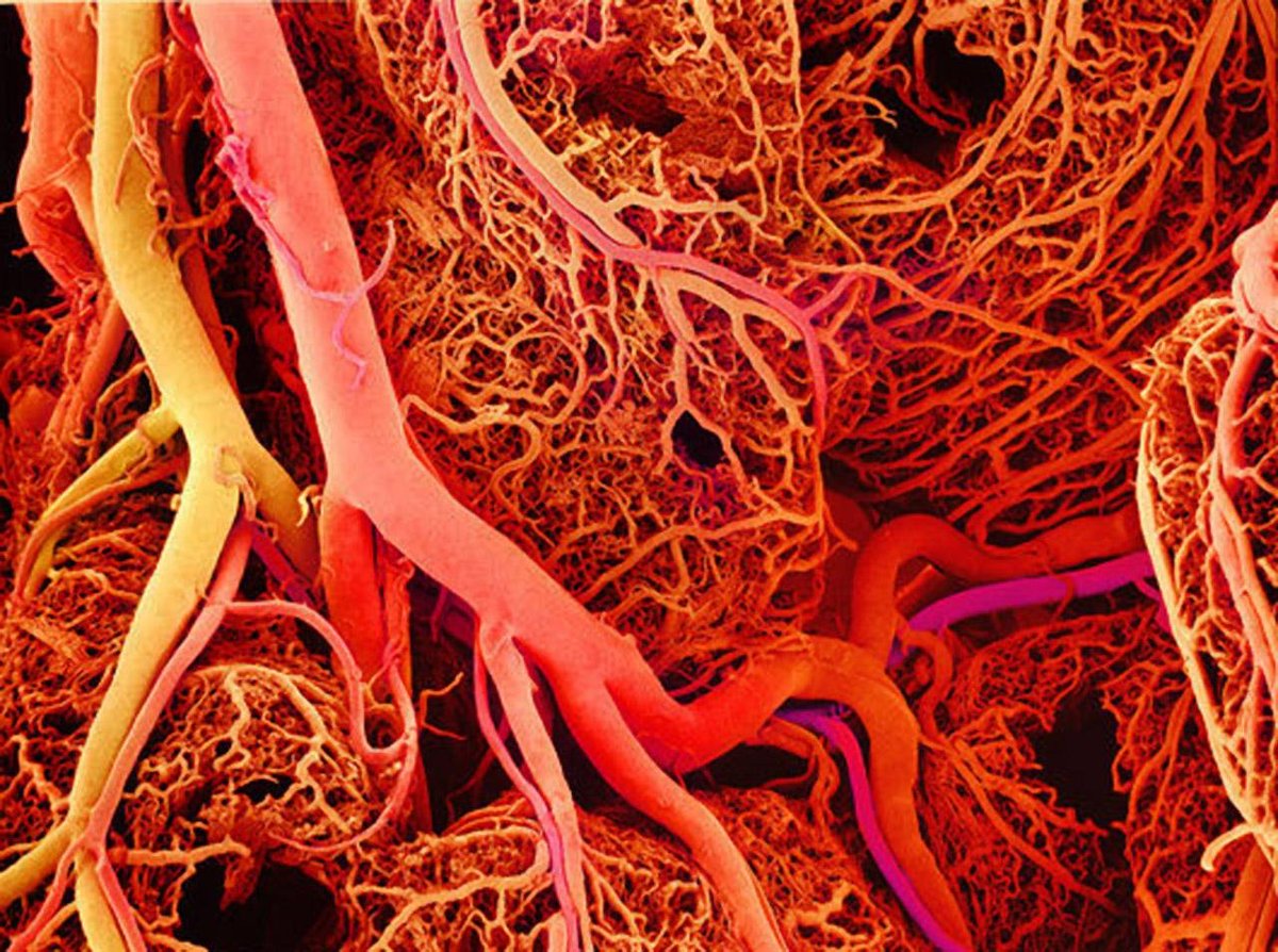 Angiogenesis happens in two ways:1. Capillary growth: New sprouts of the smallest blood vessels in the body2. Blood vessel remodelling: Enlargement of new and existing blood vesselsThis adaptation promotes a faster exchange of resources from your vessels to your cells.