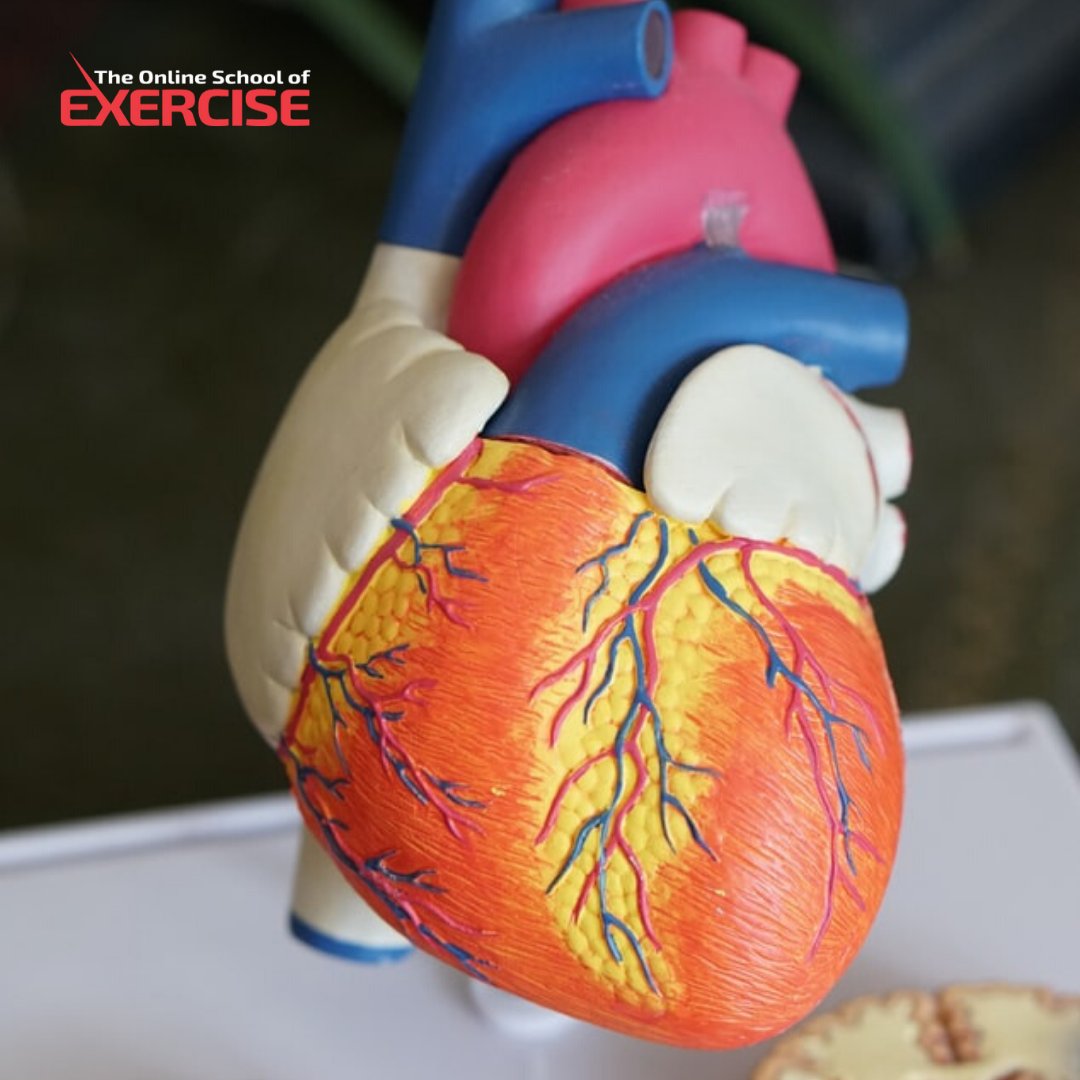 All roads lead to the heart in the human body. Research shows exercise improves cardiac function through an angiogenesis adaptation and the regeneration of the inner lining of your blood vessels.