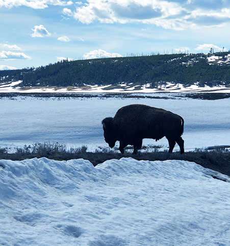 In which... I had a wild time in Wyoming, feeding biscuits to a bison and discovering that bears like to bounce: sellingtravel.co.uk/blog-reader/th… <a href="/visitwyoming/">Travel Wyoming</a> <a href="/VisitUSA_UK/">Visit USA UK</a> @BrandUSA