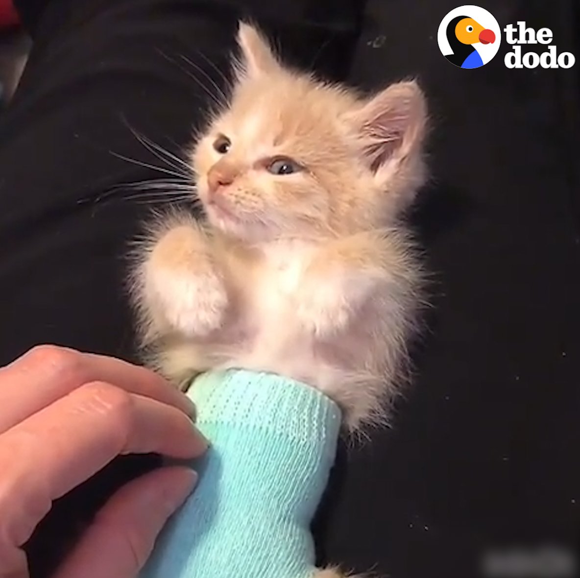 ЯЧЦ (蜘蛛) 🇺🇦 on Twitter "RT dodo Teeny tiny kitten in a diaper 😻"