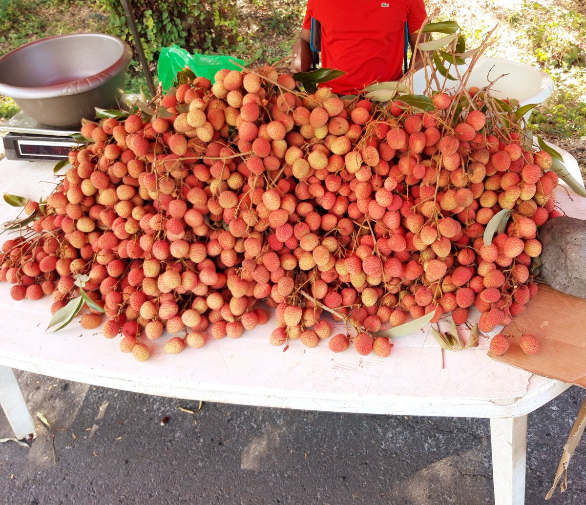 C'est parti ! #ile #Réunion #intense 
1er stage de la préparation <a href="/Tokyo2020/">#Tokyo2020</a> #paratriathlon <a href="/FFTRI/">FFTRI - Fédération Française de Triathlon</a>  <a href="/FRAparalympique/">Comité Paralympique et Sportif Français</a> 
30°, 66% d'humidité 
<a href="/Ile_Reunion/">La Réunion</a> @villesaintpaul
<a href="/st_gilles_97434/">St-Gilles-Les-Bains</a> <a href="/Clicanoore/">clicanoo</a> <a href="/clicanoo_sports/">clicanoo_sports</a> <a href="/reunionla1ere/">Réunion la 1ère</a> <a href="/zinfoslive/">zinfos974</a> <a href="/antennereunion/">Antenne Réunion</a> <a href="/zinforeunion/">Zinforeunion</a> <a href="/Linfore/">Linfo.re</a>