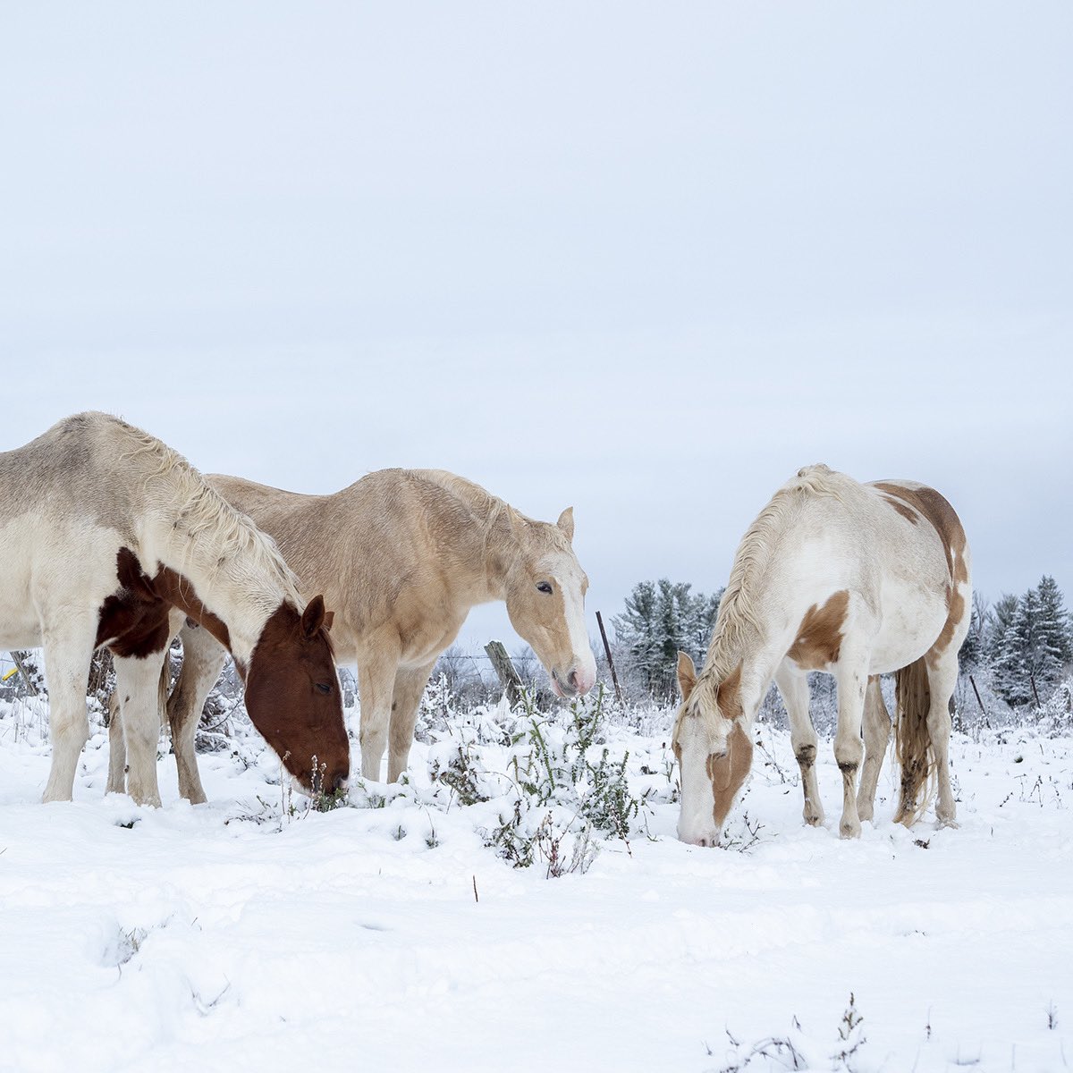 berettafarms's tweet photo. Giddy up, jingle horse, kick up your feet! 🎶🎄❄️ https://t.co/jwZSis7Vyo