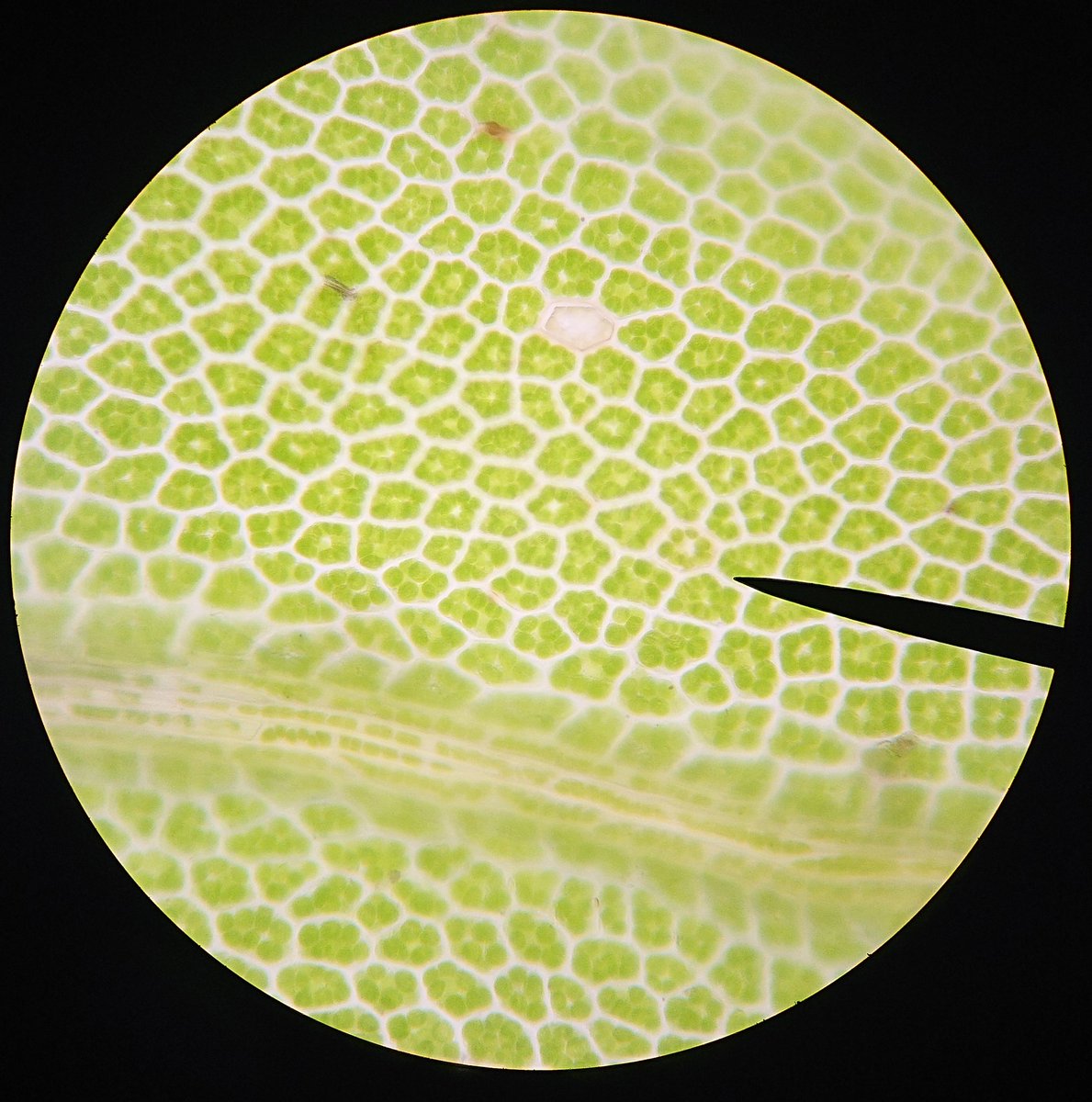 durr_zoe's tweet photo. Moss leaves and cells π± #MScSISS #Bryophyta #moss #microscope #cells #Acrocarp #leafslide https://t.co/VZRdsxWFwm