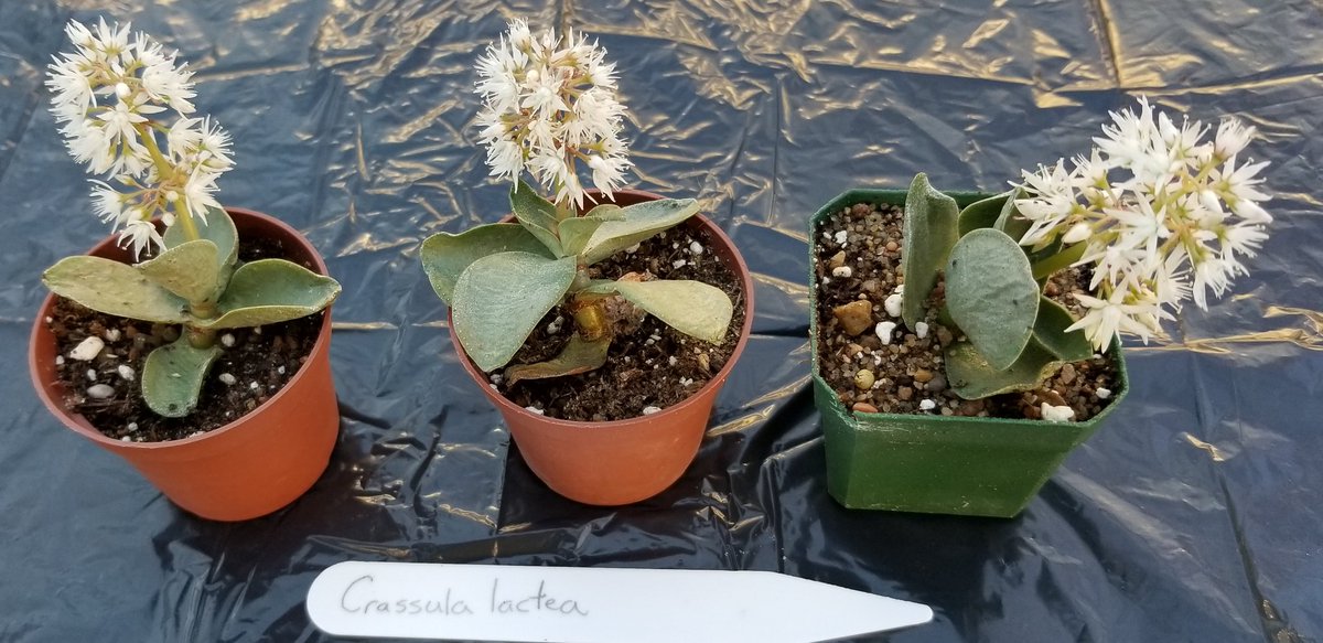 sherrielbenson's tweet photo. @UABotanicGarden in @UofAALES our Arid plant collections have snowy looking blooms, #luminaria2019 approaches! https://t.co/JF0sIsP2fj