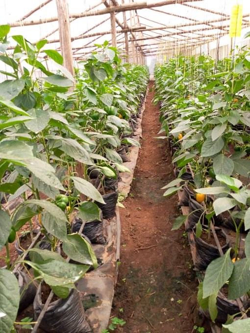 damwotech's tweet photo. Capsicum on greenhouse
Call us today 0711339859

@rodgers_kirwa 
@Maxwel_Kiptanui 
#paulmanyasi 
#TonyGachoka https://t.co/nILl4wTXmW