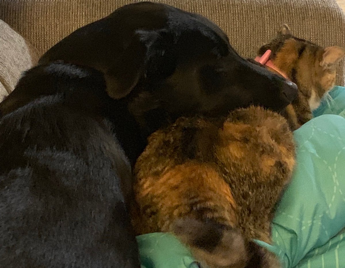 docTORIa2's tweet photo. These two #PetsOfASHE are excited to start tweeting about higher education research and policy! Stay tuned for Rosa (dog), Sasha (cat), and Victoria's (human) thoughts and ideas about college access! #HigherEd #CollegeAccess #EducationPolicy https://t.co/NmLJBV9l5z