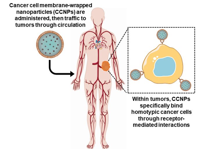 Exciting new review about biomimetic membrane-wrapped nanoparticles for cancer therapy published by <a href="/TheDayLab/">Emily Day</a> members <a href="/jen_c15/">Jenna Harris, Ph.D.</a> and <a href="/mackenziescull3/">Mackenzie Scully</a>! Link here: mdpi.com/2072-6694/11/1… #nanomedicine