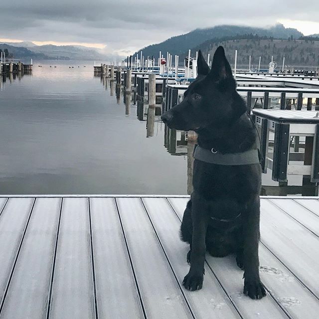 A grey morning and, no doubt, cold on the bum. #gsd #gsdpuppy #offleash #dogintraining #coldbum