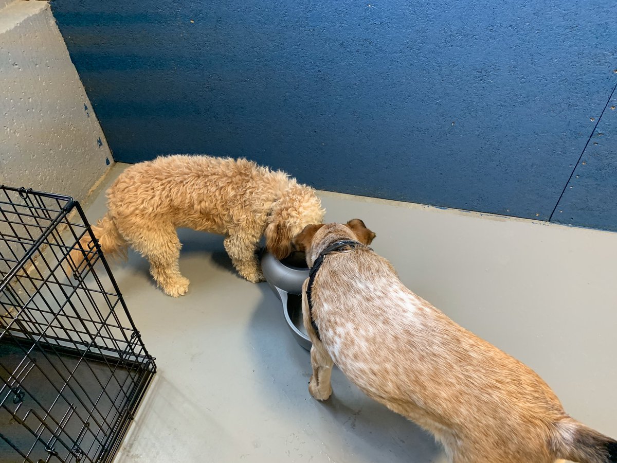 TheHomeofPaws's tweet photo. Another day of fun at the daycare.
#dogs #doggos #doggies #pupus #puppies #australiancattledog #labradorretriever #cavapoo #funtime #playtime #cutedogs #funnydogs #dogsplay #dogsfun #doggiedaycare #plainville #foxborough #cumberland #wrentham #attleboro #northattleboro https://t.co/7G0m6x5ZZi