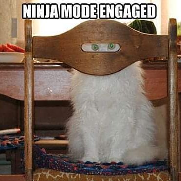 Cats and dogs friends (@catsandogsfrien) on Twitter photo 