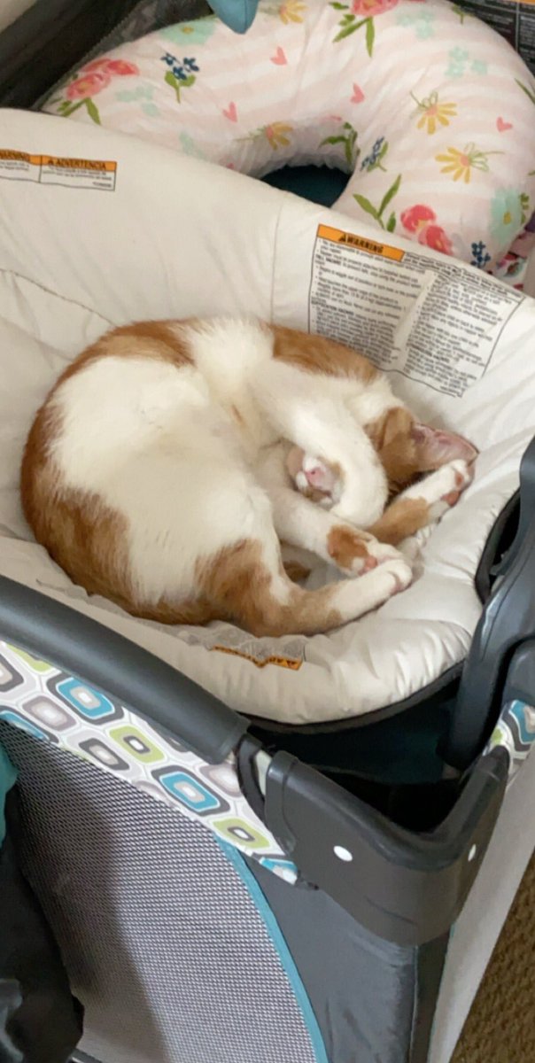 She claimed the baby’s bassinet as her own...#cat #cats #catlover #pet #newdad #dadtobe