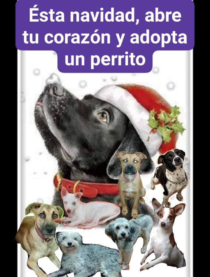garrita_rox's tweet photo. Evento con #causa #adopcionesenlaRoma @EspacioGtoRoma invita ! sábado 30 de noviembre.
Guanajuato 126 Roma Norte
De 11 a 7.
#donalimento #garrianos #adopta https://t.co/SGOlpZukex