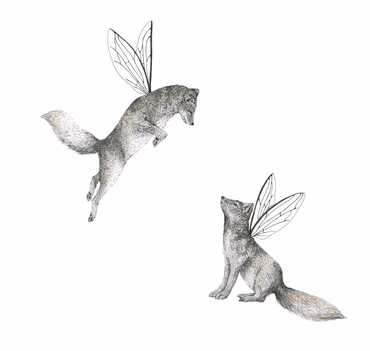 Introducing Kirsty and Shane
#fox #illustration
