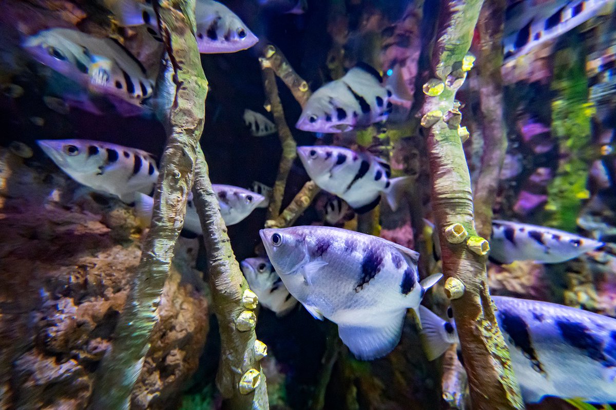 RipleysAquaCA's tweet image. The eyesight 👀 on an archerfish 🎯🐟 is just as incredible as their ability to shoot water at their prey. 

The archerfish will calculate there aim based on the refraction of light that takes place where the air and water meet. #FeaturedFishFriday