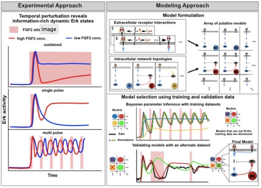 PertzLab (@pertzl) on Twitter photo Our latest paper uses single cell ERK activity measurements, programmable microfluidics, and mathematical modelling to map how FGF2 induces dynamic ERK signaling states that control fate decisions. Thanks <a href="/KhammashLab/">Mustafa Khammash</a> for cracking the FGF2/MAPK network.
embopress.org/doi/10.15252/m… Our latest paper uses single cell ERK activity measurements, programmable microfluidics, and mathematical modelling to map how FGF2 induces dynamic ERK signaling states that control fate decisions. Thanks <a href="/KhammashLab/">Mustafa Khammash</a> for cracking the FGF2/MAPK network.
embopress.org/doi/10.15252/m…