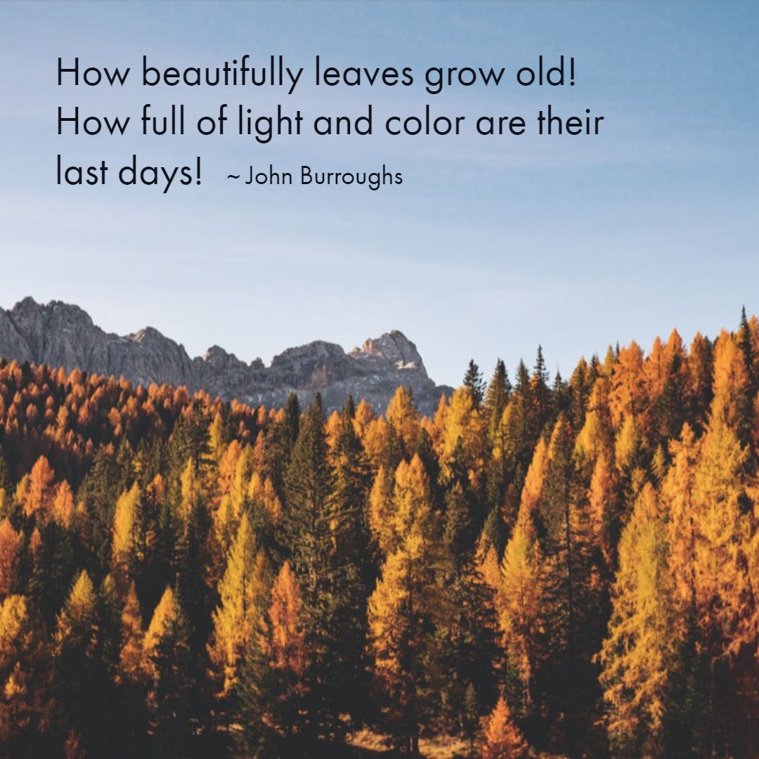 carkellahats's tweet photo. Falling for #fall 🍁 check out the latest in #fallfashion from Carkella at https://t.co/8nBwMyGLjY

#carkellahats #letyourhatdothetalking #fallcolors https://t.co/bm5Bdk3l6S