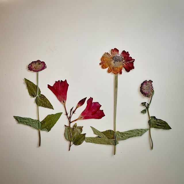 designaprilLLC's tweet photo. Pressed some flowers from my garden this summer. Love the colors! #designapril #aprilhenegar #516bedford #tindistrict #trinitygroves #trinitygrovesartist #trinitygrovesart https://t.co/A1Y7l0h8su https://t.co/dFEV4lW9xl
