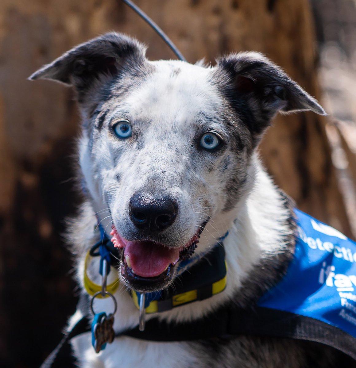 This is Bear. He was abandoned as a puppy due to his OCD, but quickly found a new life as a koala detection dog. As wildfires devastate Australia’s east coast, Bear is doing his best to locate any injured or misplaced koalas. He’s their unexpected savior, and our thirteenth 15/10
