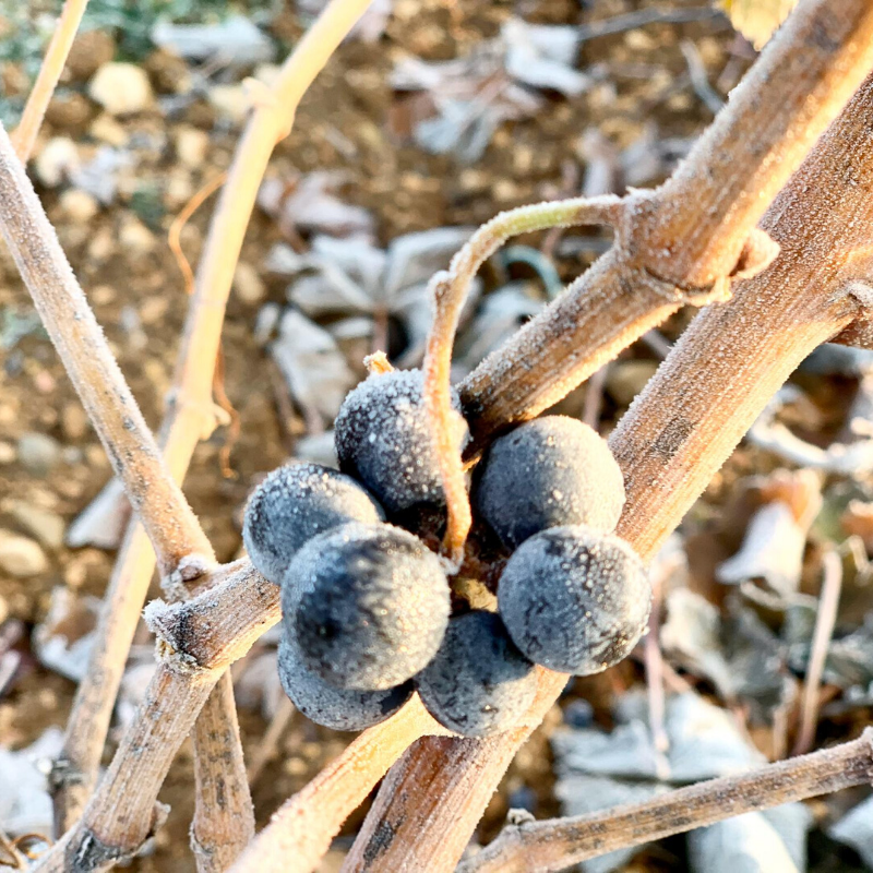 GoyoViadero's tweet photo. Hace frío este otoño en Ribera del Duero @HRDIREKTOR #helada #goyogarcíaviadero #otoño #otoñoconvino #viña #elvinosehaceenlaviña #vinonatural #laotraribera #lariberadeldueronatural #riberadelduero https://t.co/1RzBcacGFe