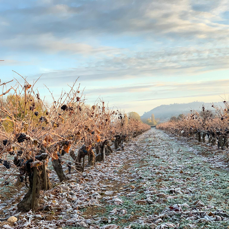 GoyoViadero's tweet photo. Hace frío este otoño en Ribera del Duero @HRDIREKTOR #helada #goyogarcíaviadero #otoño #otoñoconvino #viña #elvinosehaceenlaviña #vinonatural #laotraribera #lariberadeldueronatural #riberadelduero https://t.co/1RzBcacGFe
