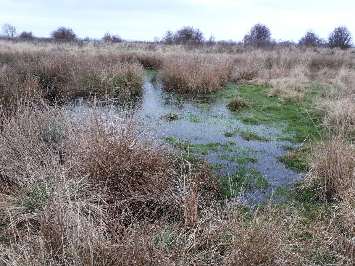 Yorkshire Wildlife Trust - North Yorkshire tweet media