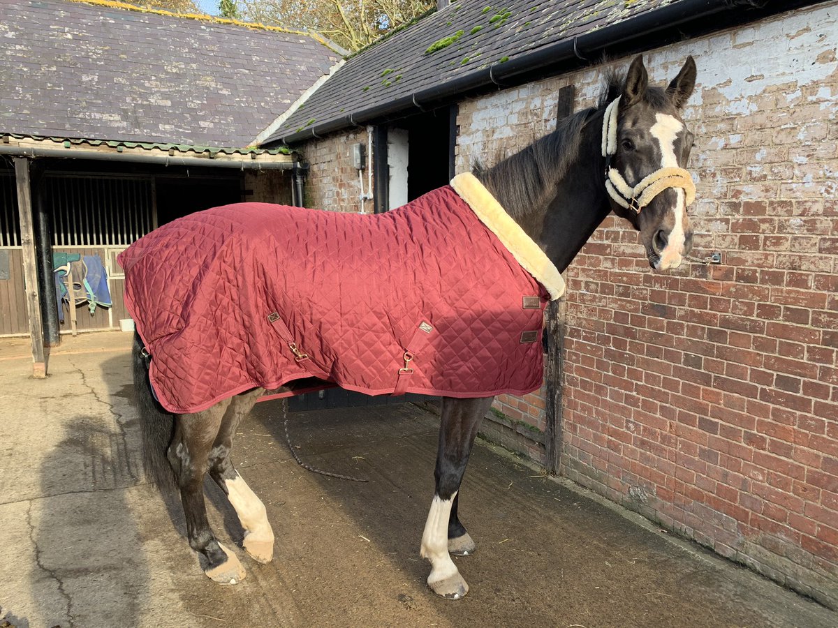 Rolo looking #handsome in his #kentuckyhorseware show rug before our #dressage lesson yesterday. Get yours from <a href="/equissimo/">Equissimo</a> and use code WING10 at checkout! #rug #horserug #dressagehorse #beautiful #quality #getwhatyoupayfor #equestrian #equestrianstyle