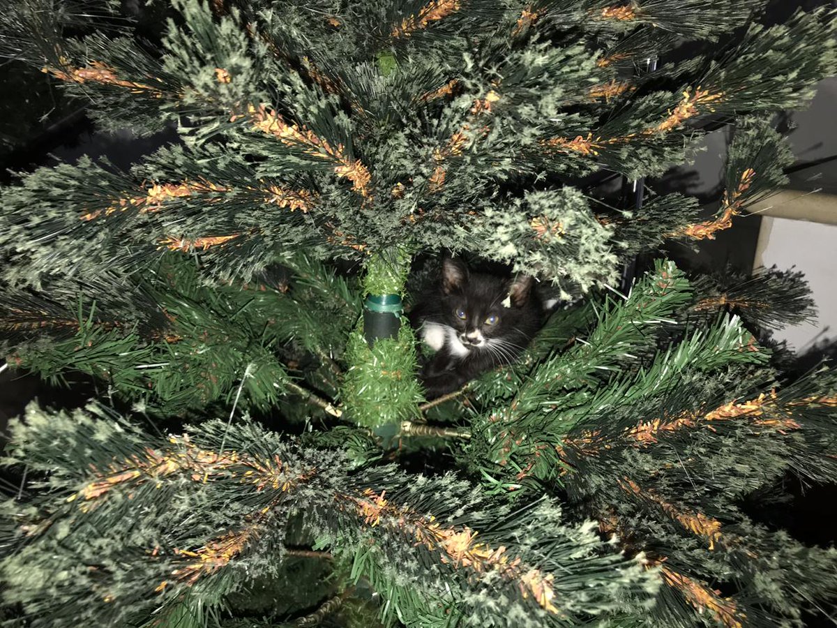 Great adventures indoor or outdoors #catsoftwitter lost for about 20 min 😻😻😻😹😹😹 was
Sleepy at christmass tree, everyday is #caturday