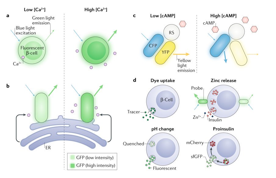 David J. Hodson &amp; colleagues review the optical tools that can be used for understanding the complexity of β-cell signalling and #insulin release (£) go.nature.com/2RtHQGc #diabetes
