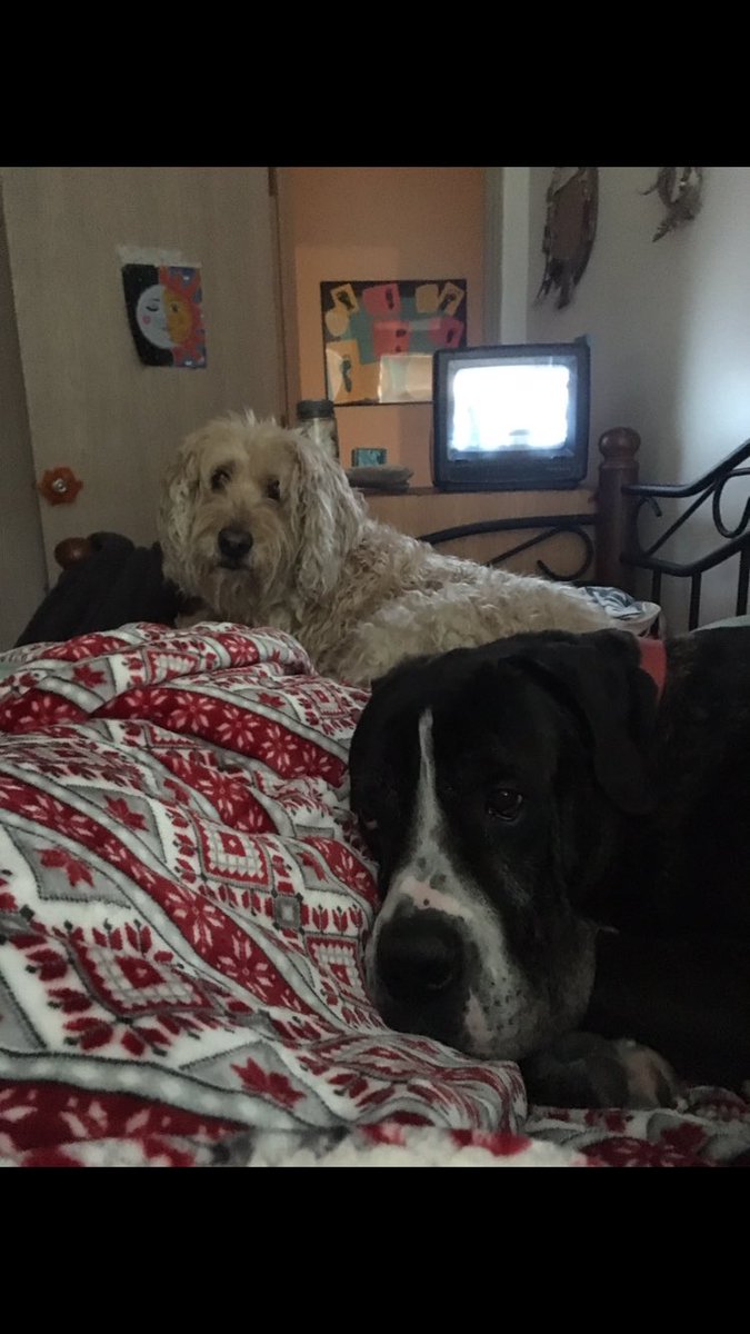 Dogloveschips's tweet photo. Charlie passed away today, but he will forever be in our hearts.❤️Door breaking, cat eating, and all... ❤️ We love you charlie https://t.co/d9dC5tn7Ja