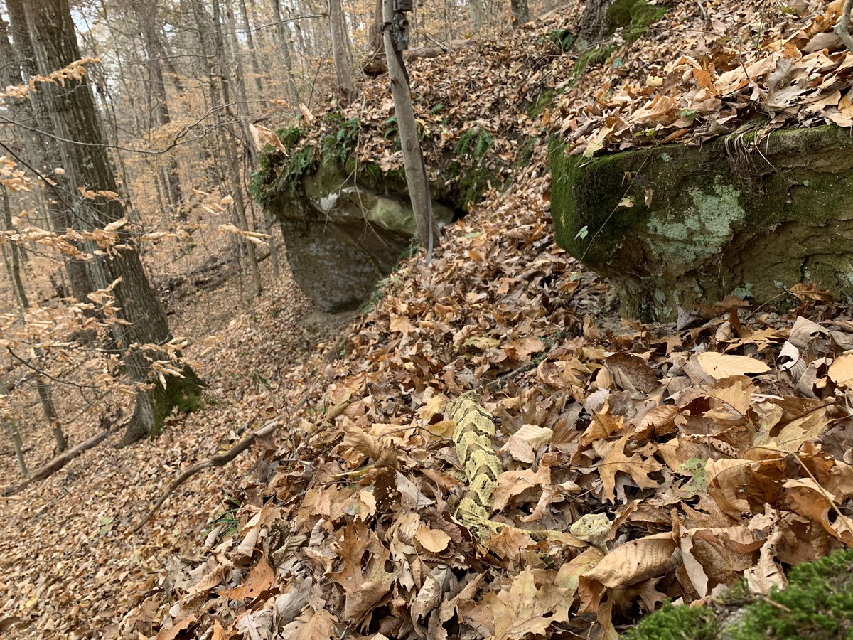 Timber Tweets (@timbertweets) on Twitter photo #Jabba was out today to bid farewell to our 2019 field season! Next year we will be saying final goodbyes to all our study animals as we remove their transmitters and end the telemetry portion of our study. #SciComm <a href="/Peterman_Lab/">Peterman Lab</a> <a href="/OSUEnvironment/">School of Environment and Natural Resources (SENR)</a> #Jabba was out today to bid farewell to our 2019 field season! Next year we will be saying final goodbyes to all our study animals as we remove their transmitters and end the telemetry portion of our study. #SciComm <a href="/Peterman_Lab/">Peterman Lab</a> <a href="/OSUEnvironment/">School of Environment and Natural Resources (SENR)</a>