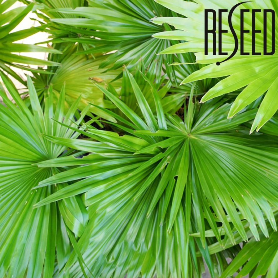 Our products contain a high concentration of powerfully active ingredients, including Sabal, which inhibits the formation of DHT. You can find this natural ingredient in our Fortifying Shampoo for Men buff.ly/2QwB7du

#hairloss #sabal #dht #dhtblocker #naturalhaircare