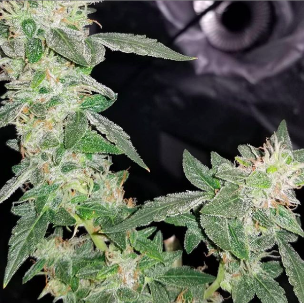 GrowersChoiceUS's tweet photo. #CriticalPurple looking frosty!!! @northoftheborderbuds https://t.co/u8UEEpPI5Z