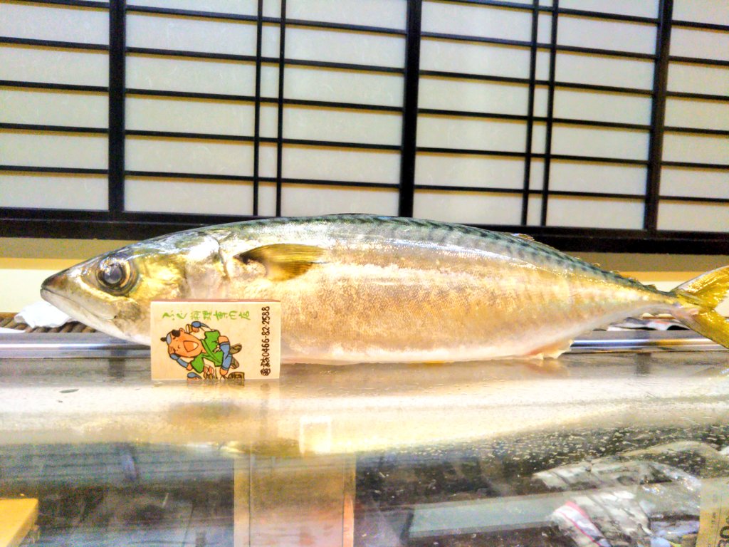 男前みよし鮨 今朝は淡路島産900gのサバ サバは 久々に良い型のサバです 身の締りもあり脂もバッチリ 雲丹は本当に無いですね 形も味もバッチリ 手巻き 天麩羅お好きな食べ方で 鱈の白子もスルメイカも鮮度抜群 北海道 白子 スルメイカ