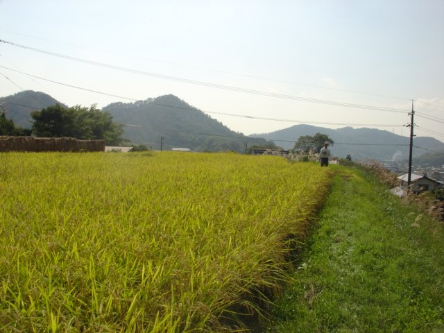 Climate change and its effect on sake brewing: changes are afoot. sake-world.com/blog/