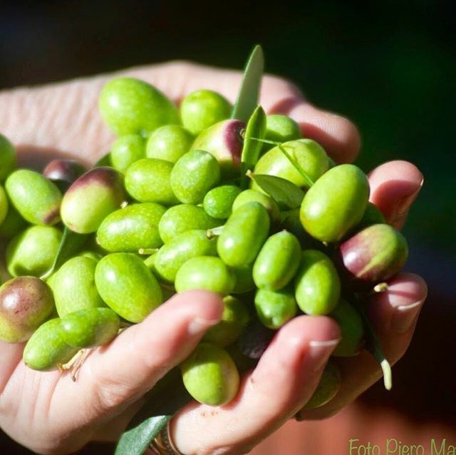 SlowFoodCilento's tweet photo. Laboratorio al museo di Paestum con l’olio EVO. Vi aspettiamo domenica alle 10 e alle 11,30 https://t.co/89LUsyiDGw https://t.co/alKwL1fblc